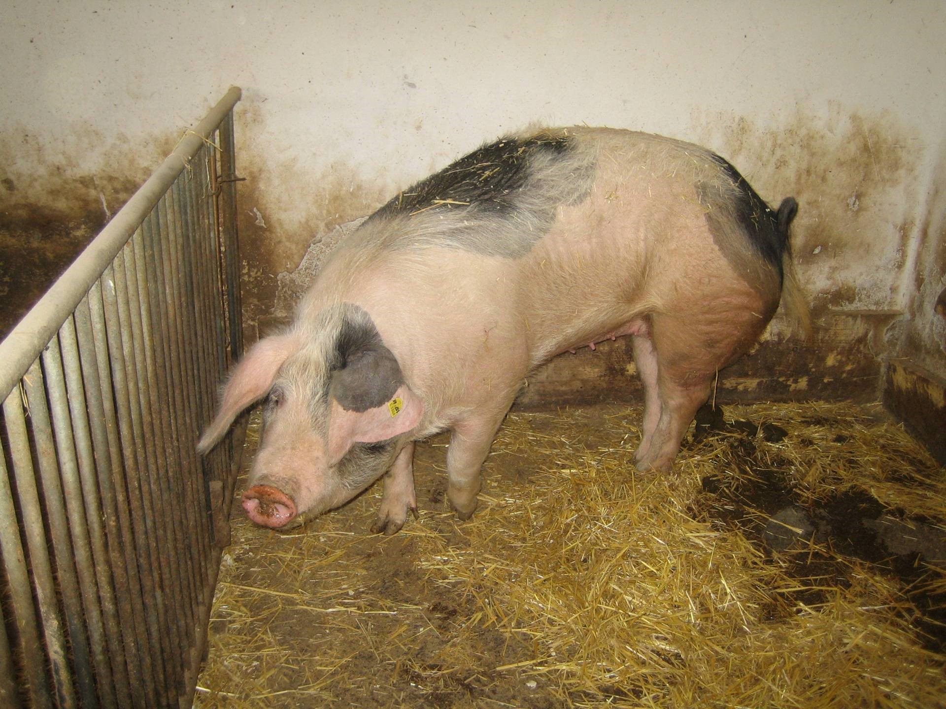 Schwein 3.jpg