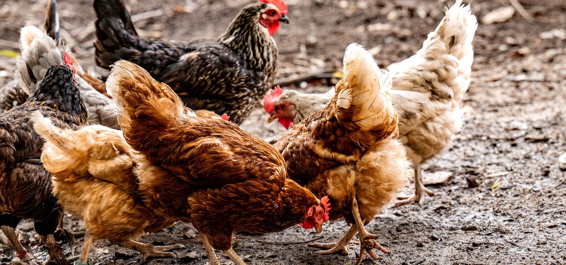 Unser Bauernhof Unterkoflhof Wellness Relax Erholung Sauna in Südtirol Seiser Alm Kastelruth Bauernhofurlaub hochalpine Kulisse Dolomiten (4)