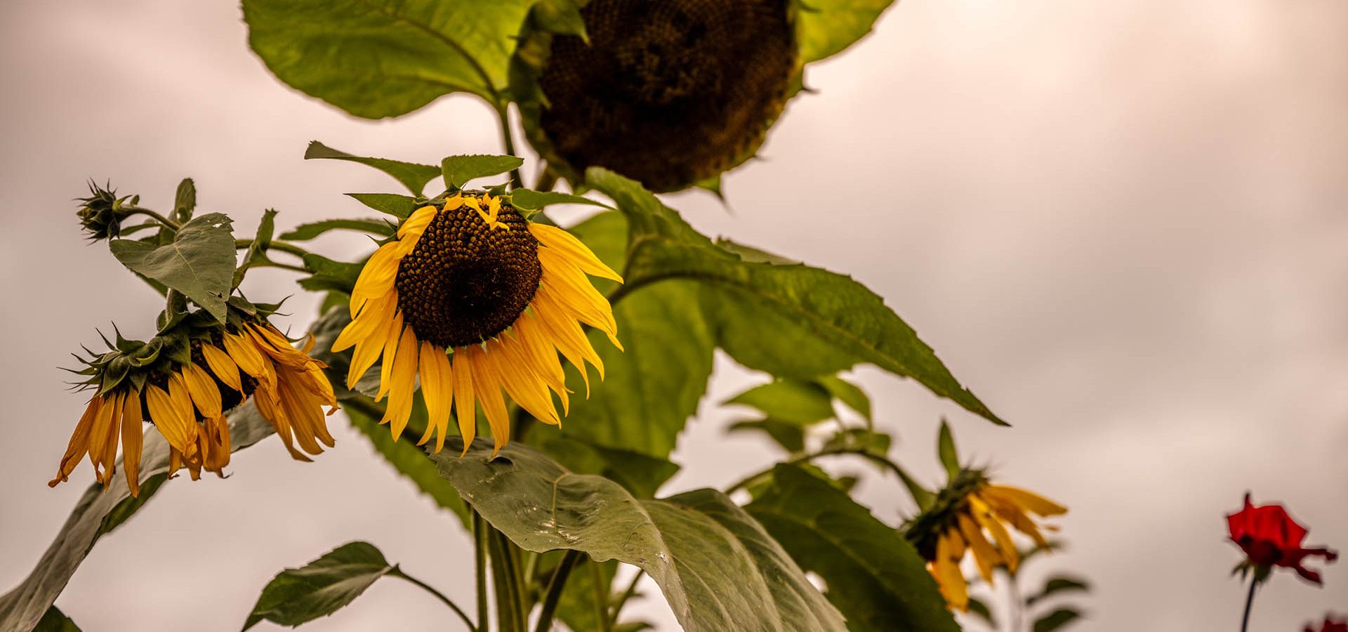Unser Bauernhof Unterkoflhof Wellness Relax Erholung Sauna in Südtirol Seiser Alm Kastelruth Bauernhofurlaub hochalpine Kulisse Dolomiten (7)