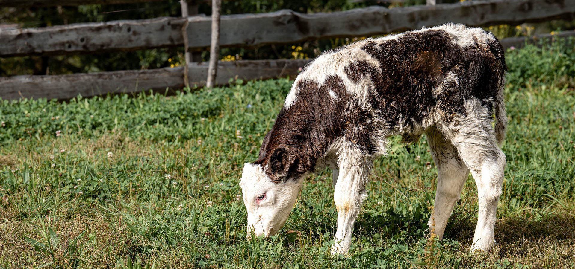 Unser Bauernhof Unterkoflhof Wellness Relax Erholung Sauna in Südtirol Seiser Alm Kastelruth Bauernhofurlaub hochalpine Kulisse Dolomiten (8)